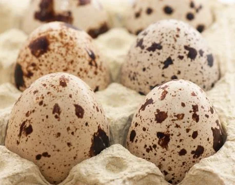 Quail eggs Stock Photos