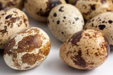 Quail eggs Foto stock