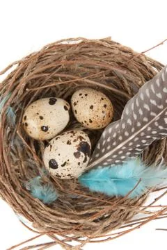 Quail eggs 스톡 사진