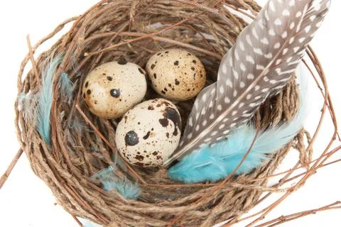 Quail eggs Foto stock