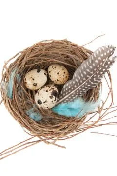 Quail eggs Foto stock
