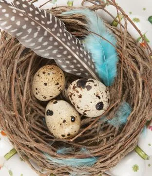 Quail eggs 스톡 사진