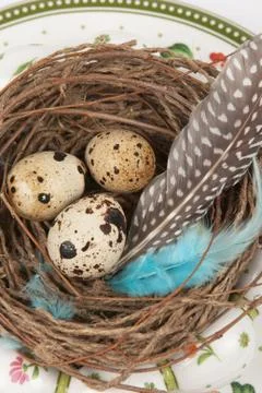 Quail eggs 스톡 사진