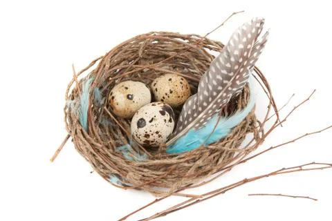 Quail eggs 写真素材