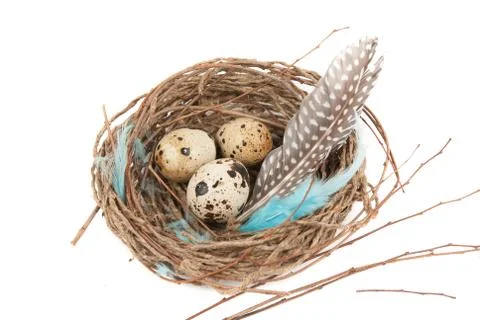 Quail eggs 스톡 사진
