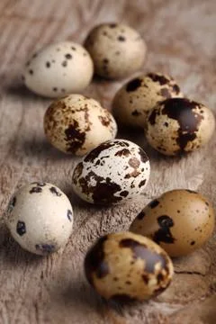 Quail eggs Stock Photos