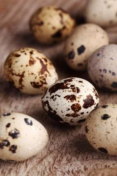 Quail eggs Stock Photos