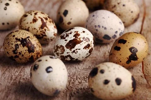 Quail eggs Stock Photos
