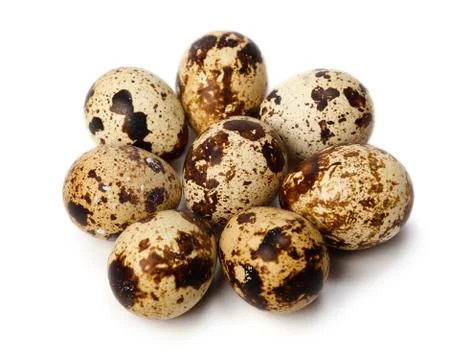 Quail eggs Stock Photos