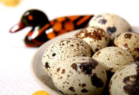 Quail eggs Stock Photos