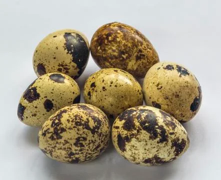 Quail eggs Stock Photos
