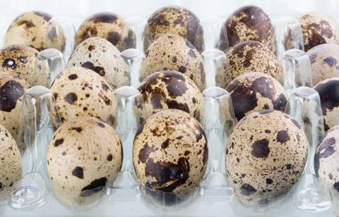 Quail eggs Stock Photos