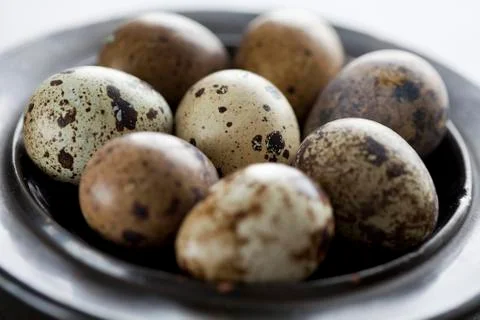 Quail eggs Stock Photos