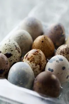 Quail eggs Stock Photos