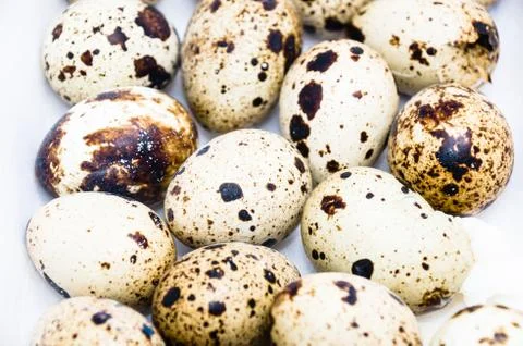 Quail eggs Stock Photos