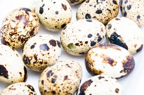 Quail eggs Stock Photos