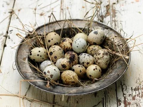 Quail eggs Stock Photos