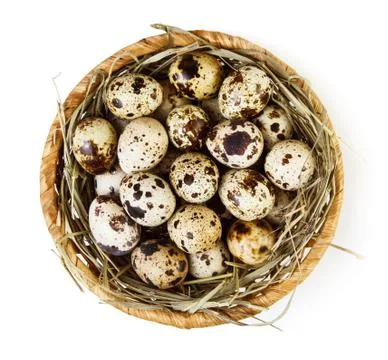 Quail eggs Stock Photos