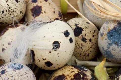 Quail Eggs Stock Photos