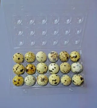Quail eggs Stock Photos