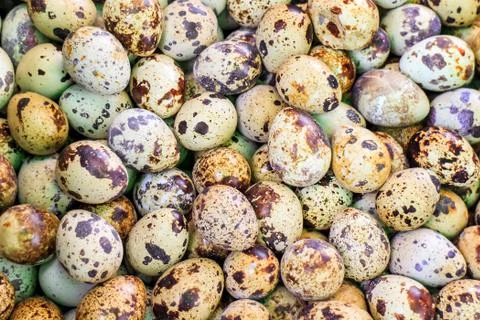 Quail eggs Stock Photos