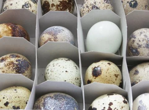 Quail eggs Stock Photos