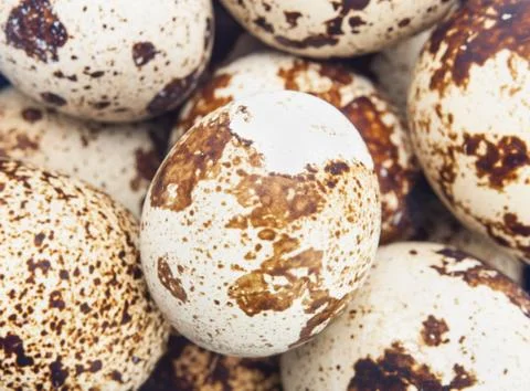 Quail eggs Stock Photos