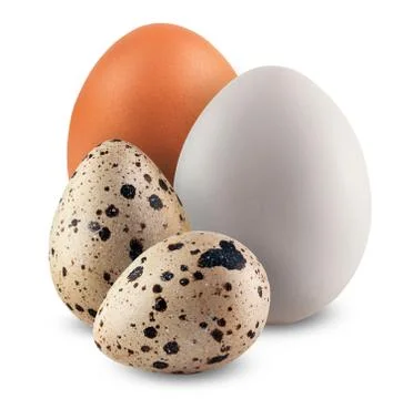Quail eggs Stock Photos