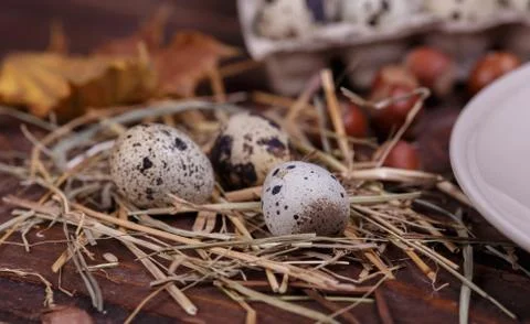 Quail eggs Stock Photos