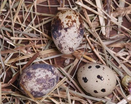 Quail eggs Stock Photos