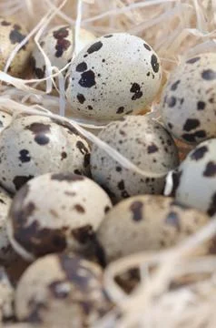Quail eggs Stock Photos