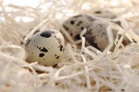 Quail eggs Stock Photos