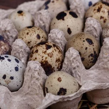 Quail eggs Stock Photos