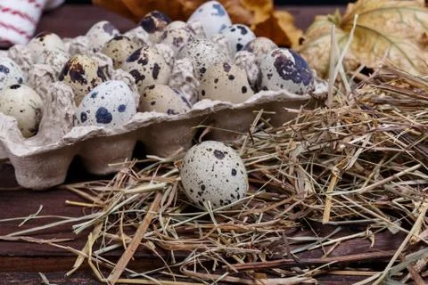 Quail eggs Stock Photos