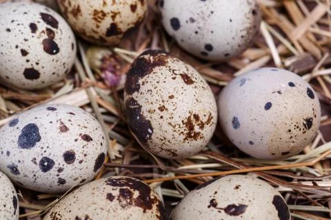 Quail eggs Stock Photos