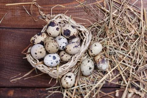 Quail eggs Stock Photos