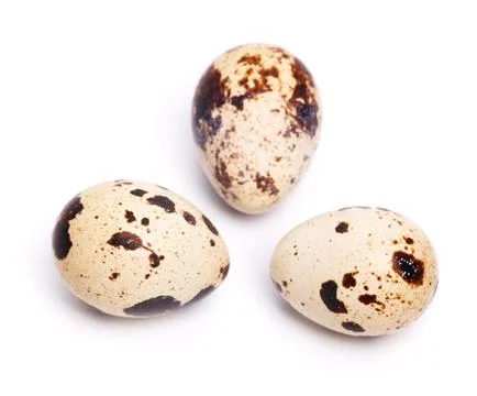 Quail eggs Stock Photos