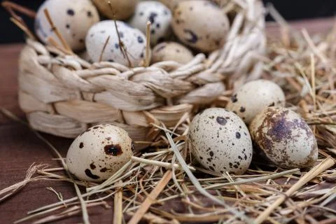 Quail eggs Stock Photos
