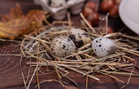 Quail eggs Stock Photos