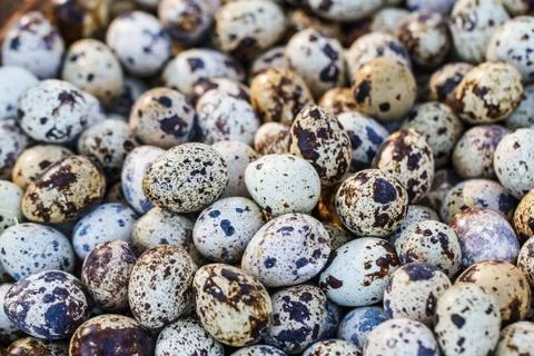 Quail eggs Fotos Stock