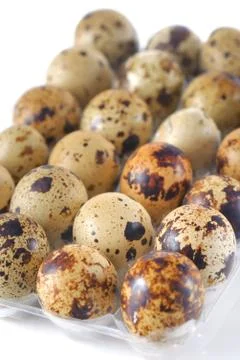 Quail eggs Stock Photos