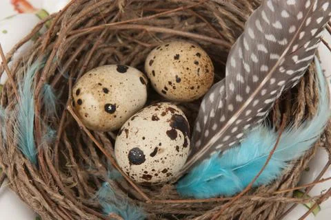 Quail eggs Stock Photos