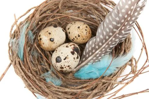 Quail eggs Stock Photos