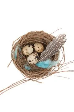 Quail eggs Stock Photos