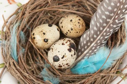 Quail eggs 스톡 사진