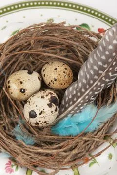 Quail eggs Stock Photos