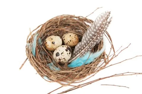 Quail eggs Foto stock