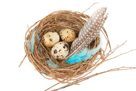 Quail eggs Stock Photos