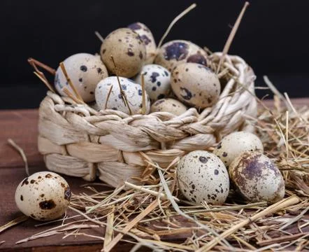 Quail eggs Stock Photos