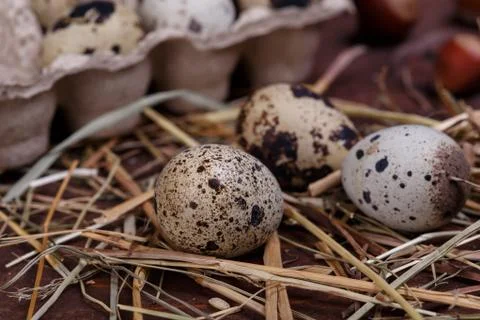 Quail eggs Stock Photos